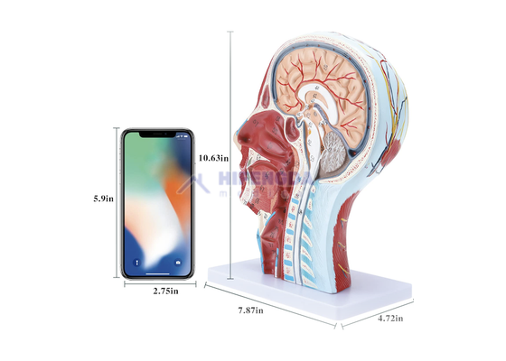 Medical Education & Models